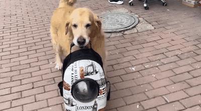 猫咪偷吃火腿肠会中毒吗？新手必看紧急处理指南