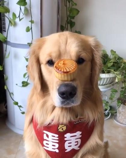 小猫咪偷吃蛋黄会中毒吗？