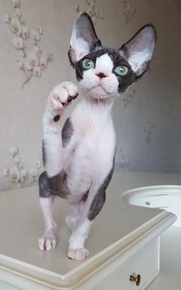 2025年梦见脸上流血？3大预兆破解情感财富危机