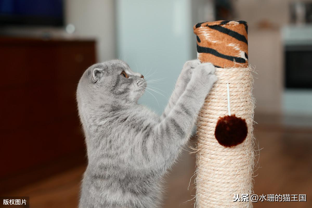 为什么你家沙发三天两头就变成猫抓板？