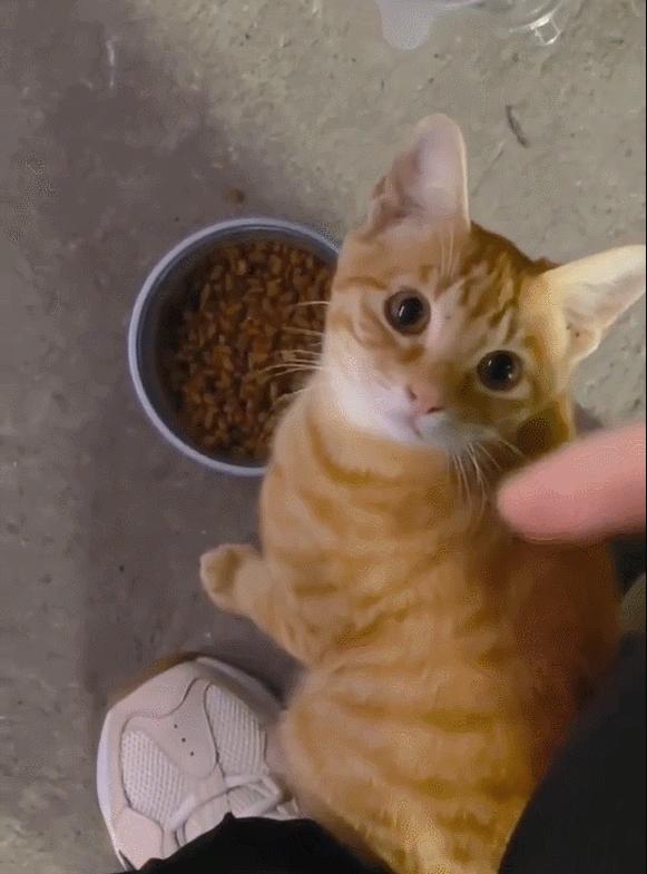 主子突然在床上撒尿?新手铲屎官怎么破防? 主子突然在床上撒尿?新手铲屎官怎么破防?