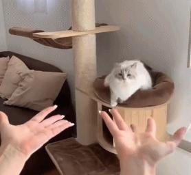 猫咪为什么总冲你喵喵叫? 猫咪为什么总冲你喵喵叫?