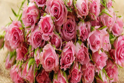 不同国家鲜花喜好与禁忌大全，快来了解一下