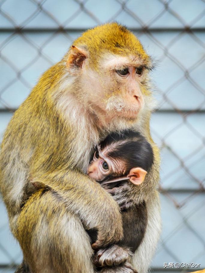 2023年属什么生肖？看完这篇你就全明白了！