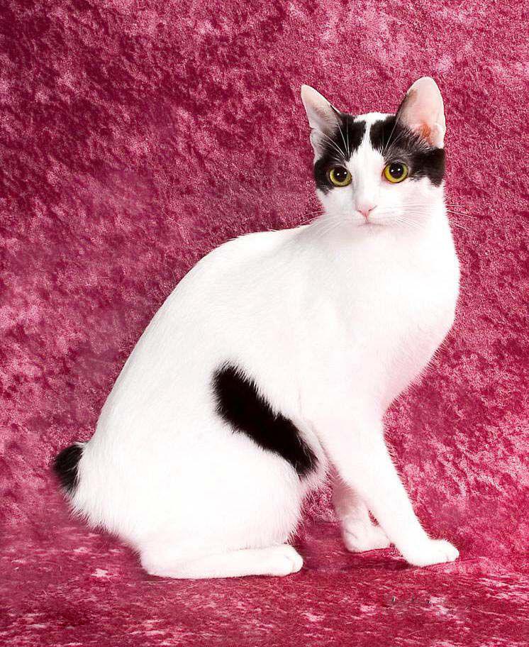 日本猫咪为什么能治愈全世界？