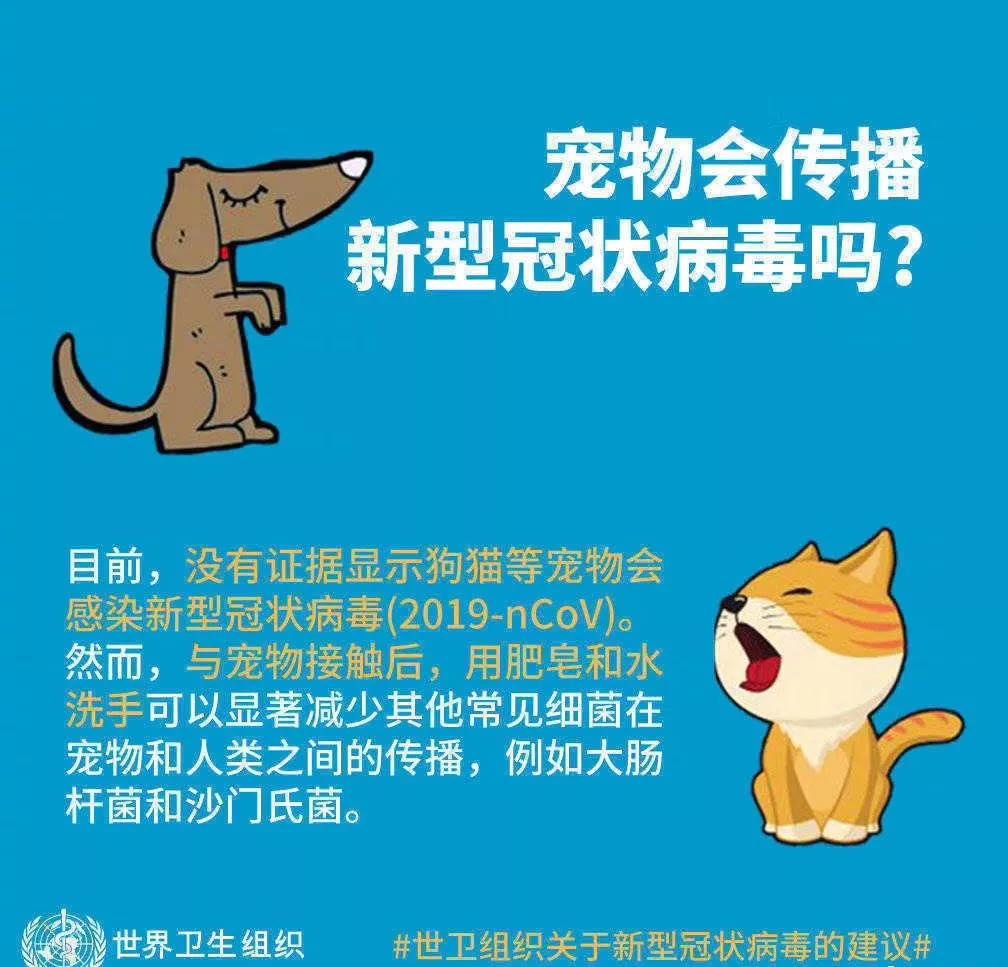 猫咪冠状病毒会传染给人吗？
