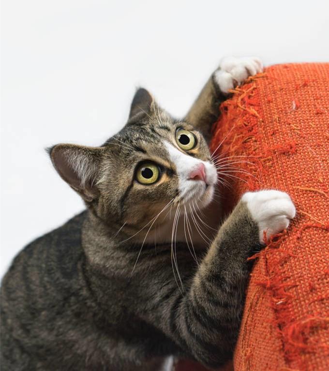 猫咪总抓沙发怎么办？