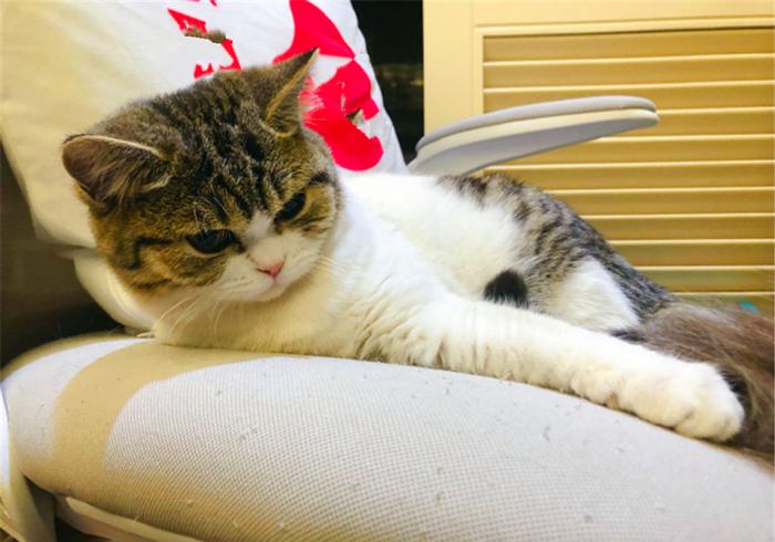 猫咪拉稀带血丝是滴虫感染吗？