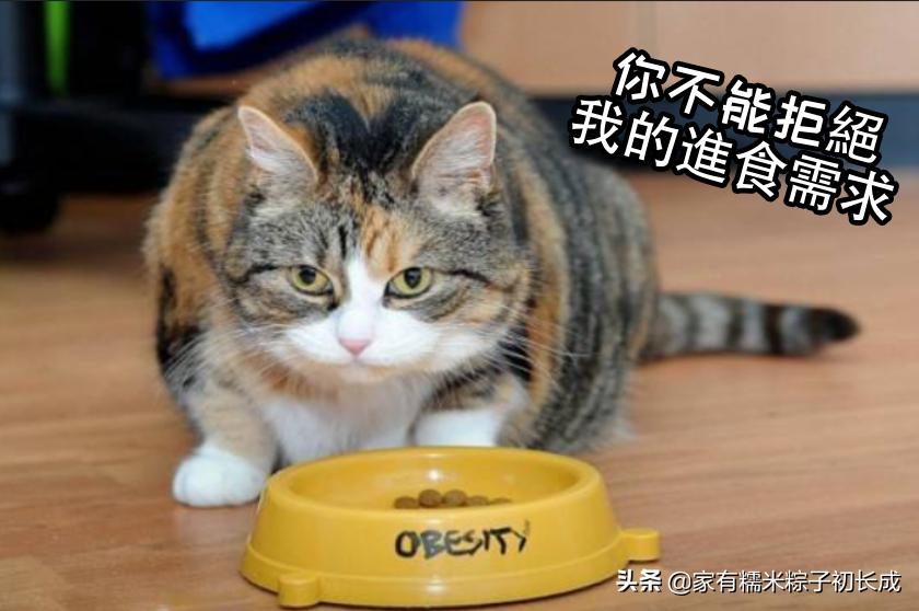 猫咪绝食是生病还是闹脾气？
