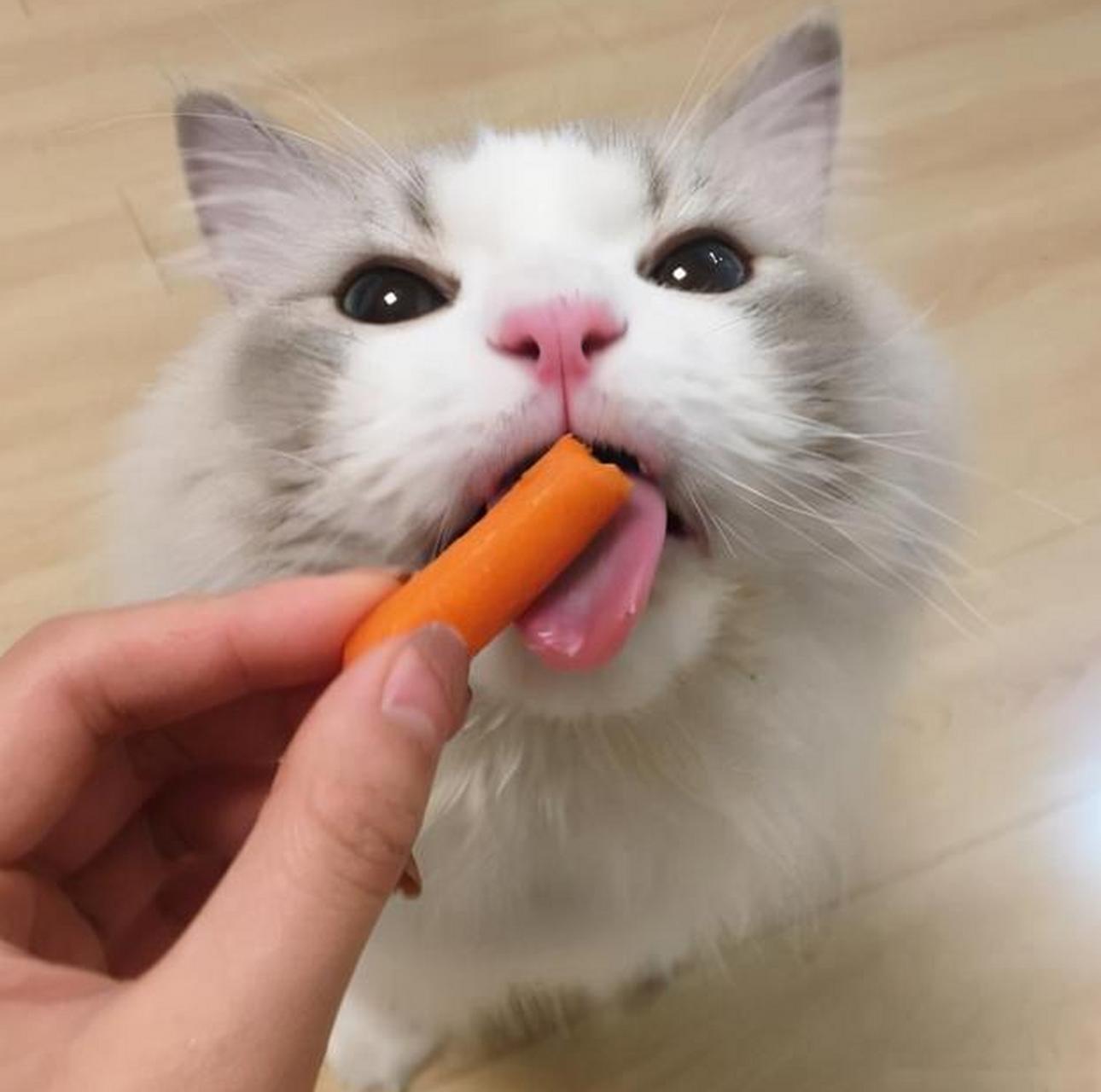 猫咪掉毛满屋飞怎么办？