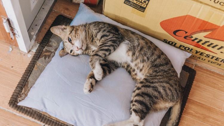 猫咪蜷成球睡觉是不是生病了? 猫咪蜷成球睡觉是不是生病了?