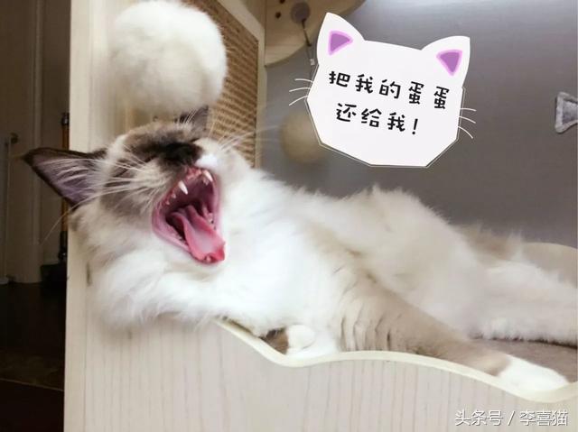 主子眼睛发炎时为啥总像被家暴？