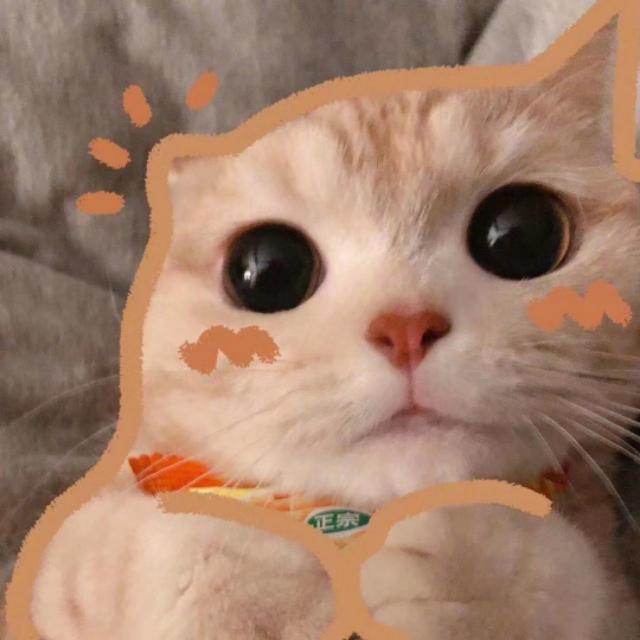 为什么别人家的猫能拍出神仙情头? 为什么别人家的猫能拍出神仙情头?