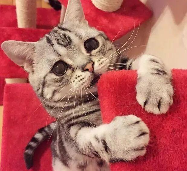 猫咪眼屎多真是上火吗？这些坑别再踩了