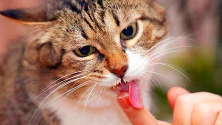 猫咪天天在家舔毛，为啥还要每月驱虫？