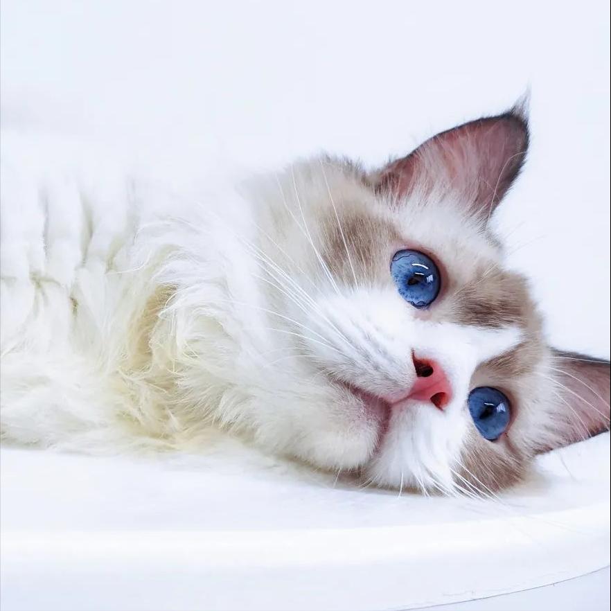 新手养猫必看！给主子喝的羊奶粉到底怎么选？