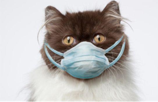 猫咪感冒了能自己扛过去吗？