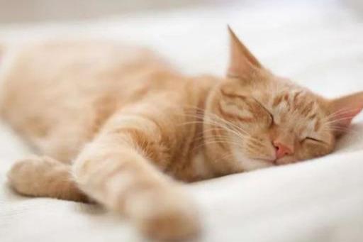 为什么我家猫一见我就跑？新手必看的信任建立指南