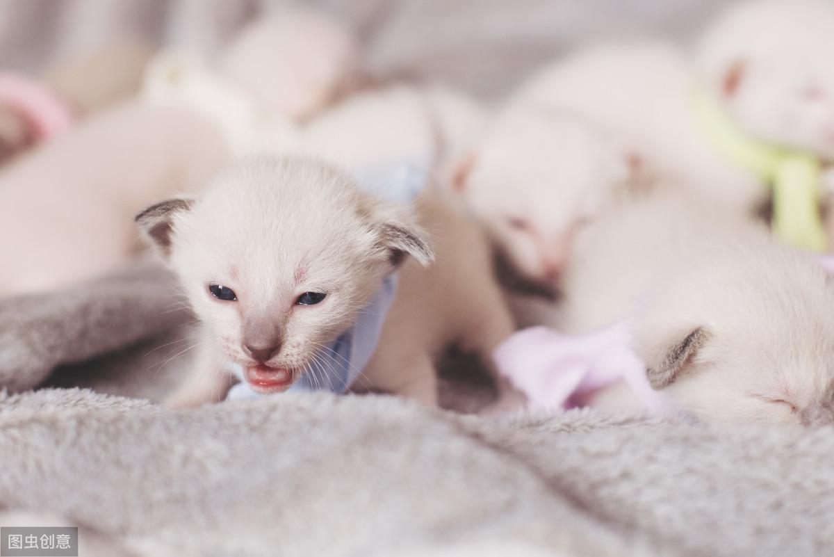 猫咪羊水颜色变绿了还能活吗? 猫咪羊水颜色变绿了还能活吗?