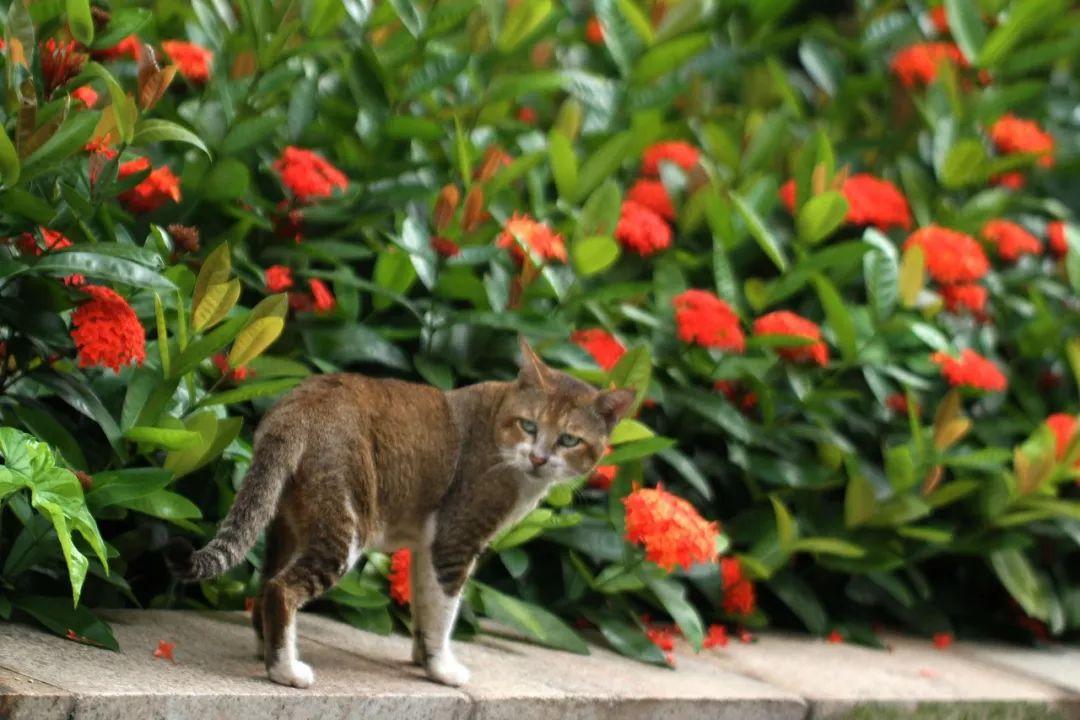猫妈妈涨成石头奶该咋整? 猫妈妈涨成石头奶该咋整?