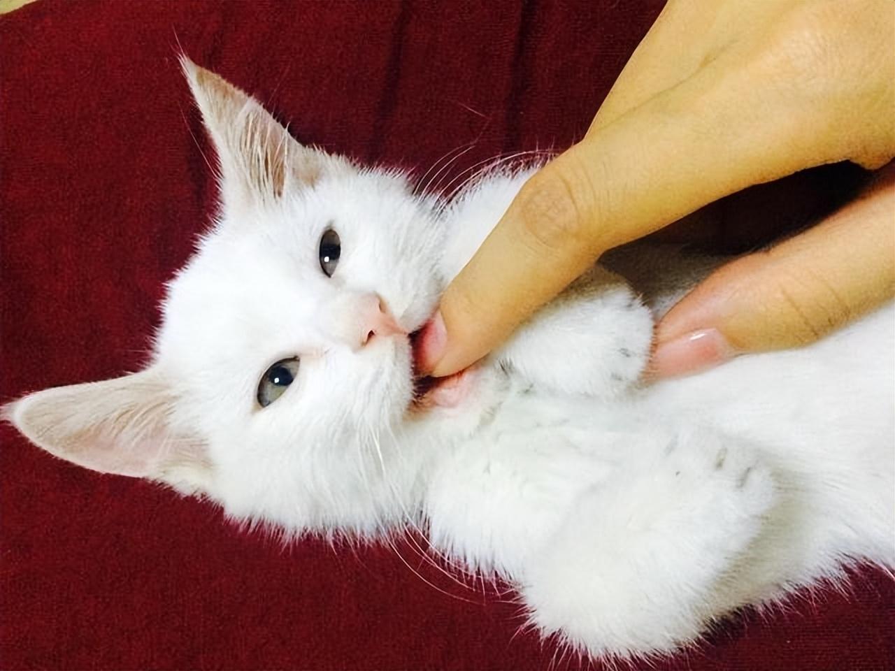 猫咪牙龈出血怎么办？