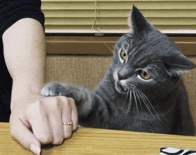 猫咪咬人是在表达爱意还是讨厌你？