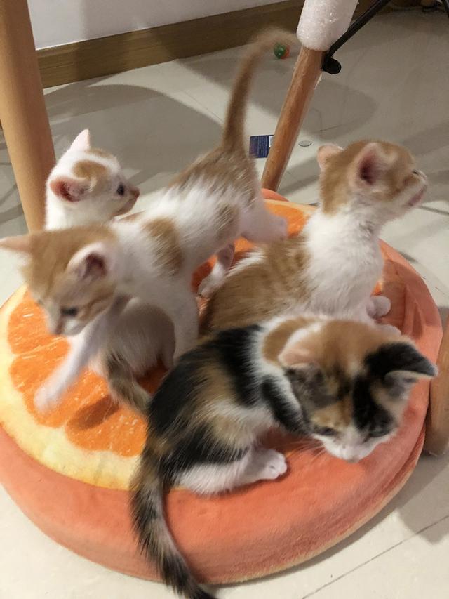 小奶猫的叫声到底在表达什么? 小奶猫的叫声到底在表达什么?