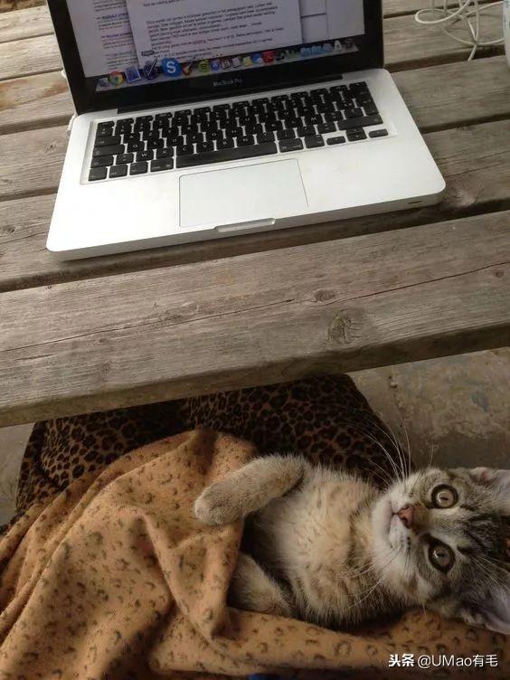 你家猫主子每天喵喵叫到底在说什么? 你家猫主子每天喵喵叫到底在说什么?