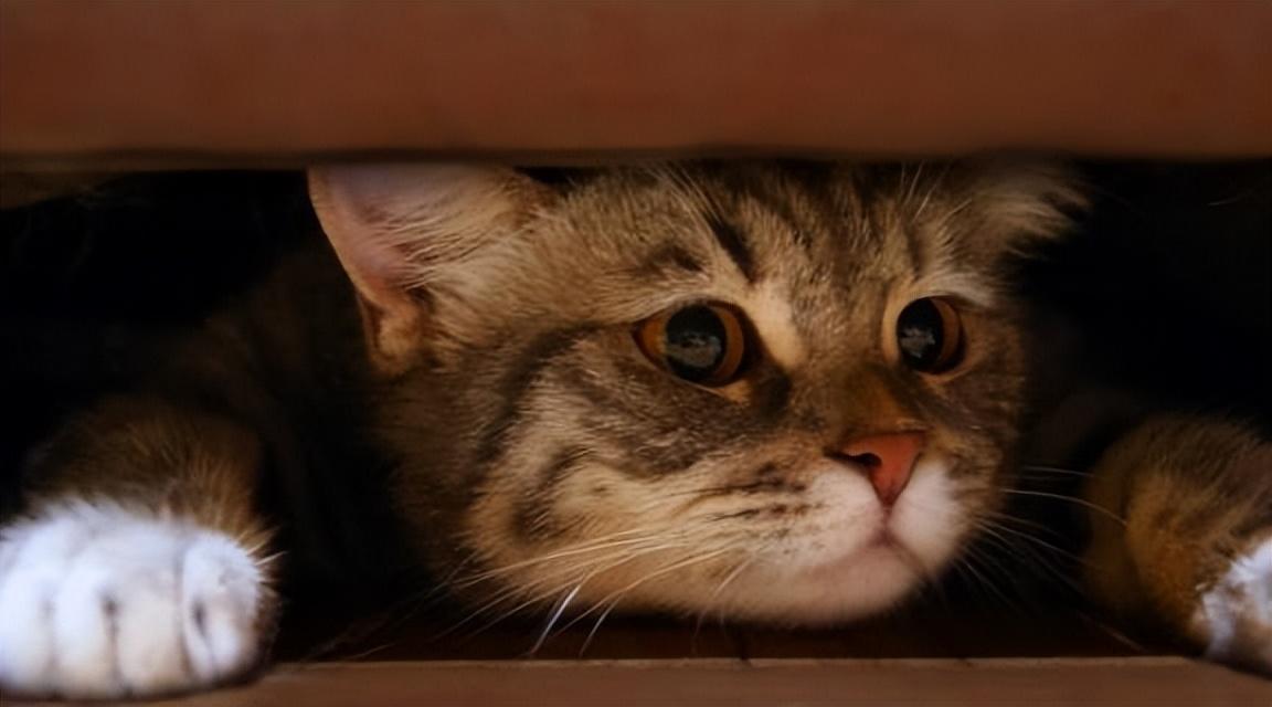 猫咪生病了会自己痊愈吗?新手必看救命指南 猫咪生病了会自己痊愈吗?新手必看救命指南