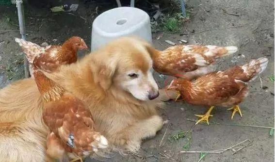 猫咪突然疯狂摇头是生病了吗? 猫咪突然疯狂摇头是生病了吗?