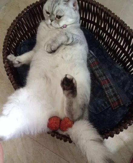 猫咪偷吃核桃会中毒吗？新手必看喂食红黑榜