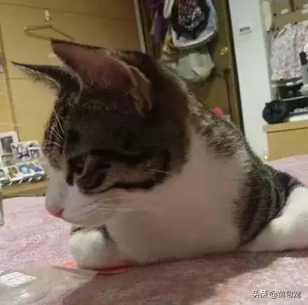 在俗人岛华人论坛找瑟瑟片，为什么总被管理员踢出群？