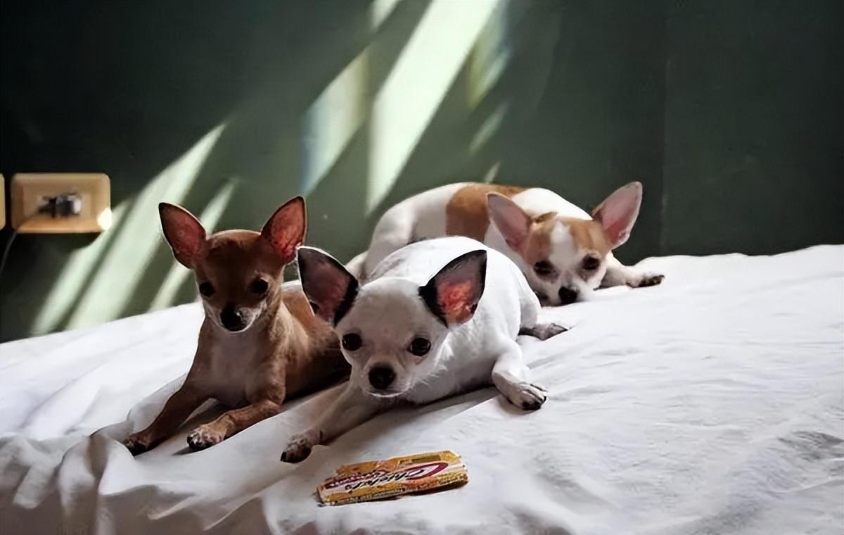 你家猫主子的耐热极限到底在哪里？