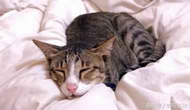 猫咪打针前洗澡会害它发烧吗？