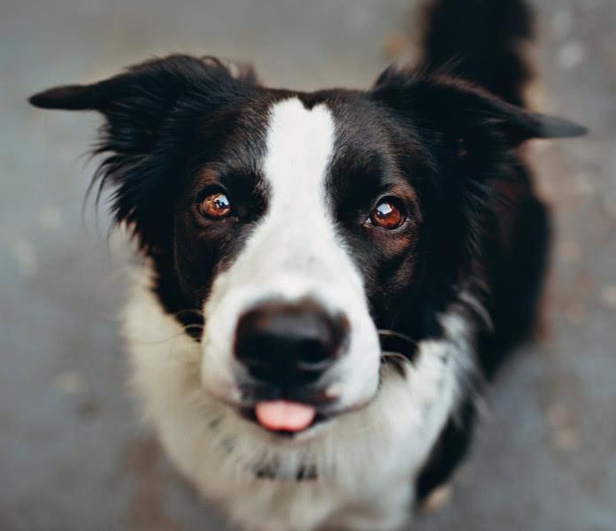 猫咪体温飙到40.5度会烧坏脑子吗？