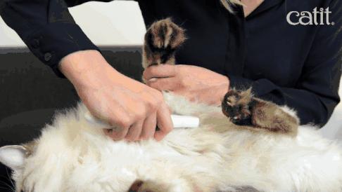 新手如何在猫咪视频APP社区快速找到萌宠同好？