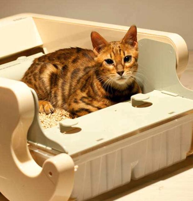 你家主子每天睡20小时正常吗？