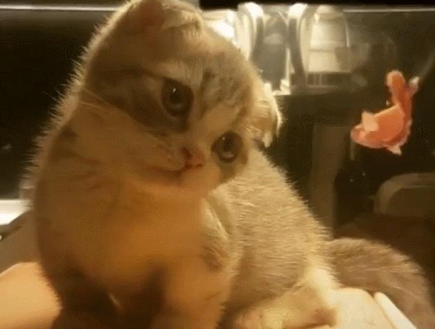 你家猫咪偷偷吃的这些东西可能致命? 你家猫咪偷偷吃的这些东西可能致命?