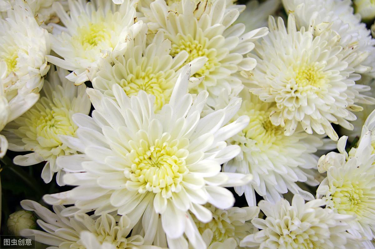 高尔夫汽车论坛？