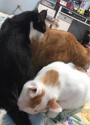 猫咪多大能剪指甲？新手必看的7个关键时间点