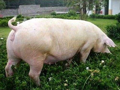 你家猫咪突然撅屁股是发情了吗? 你家猫咪突然撅屁股是发情了吗?