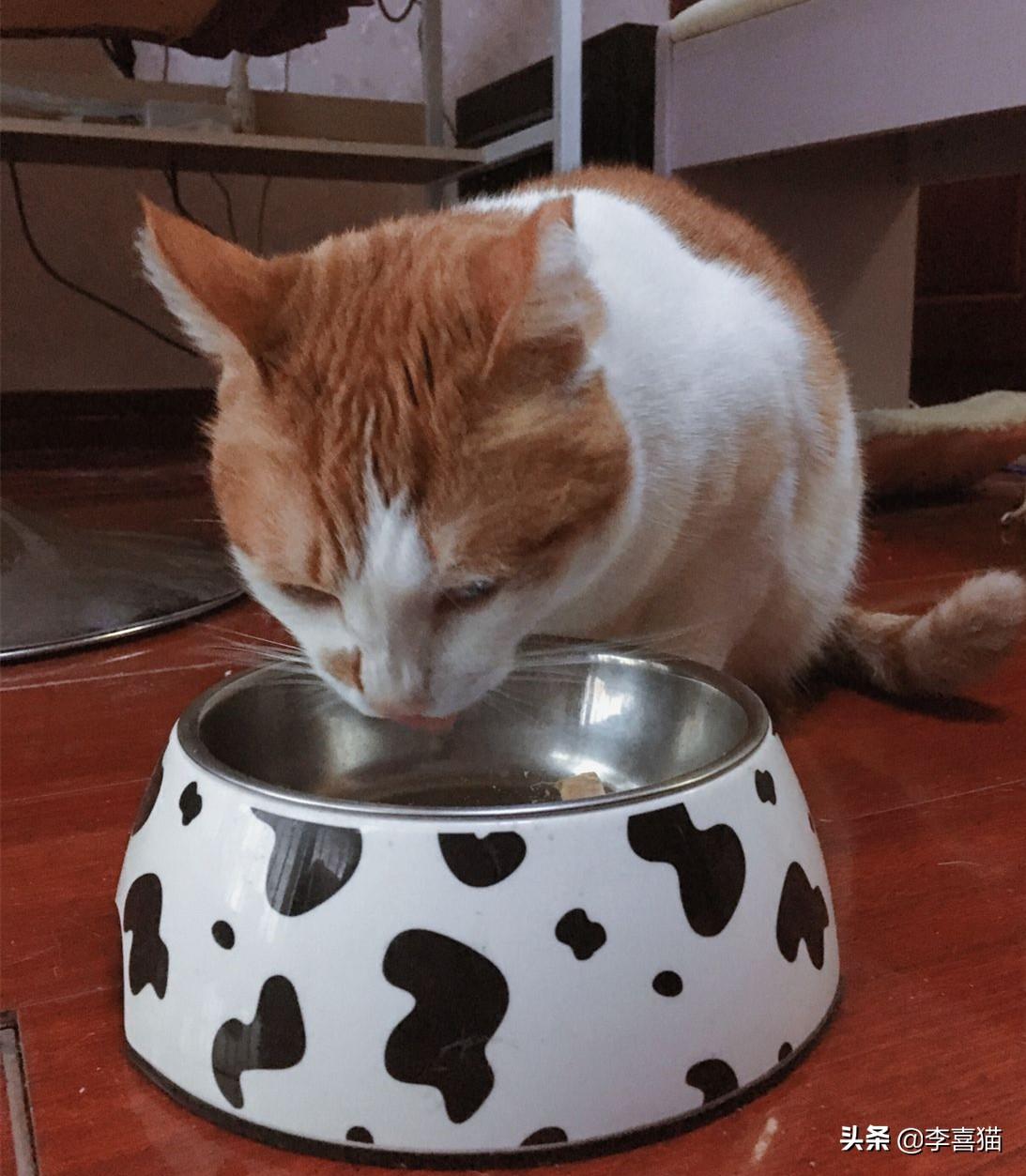 猫咪软便呕吐该喂什么药？