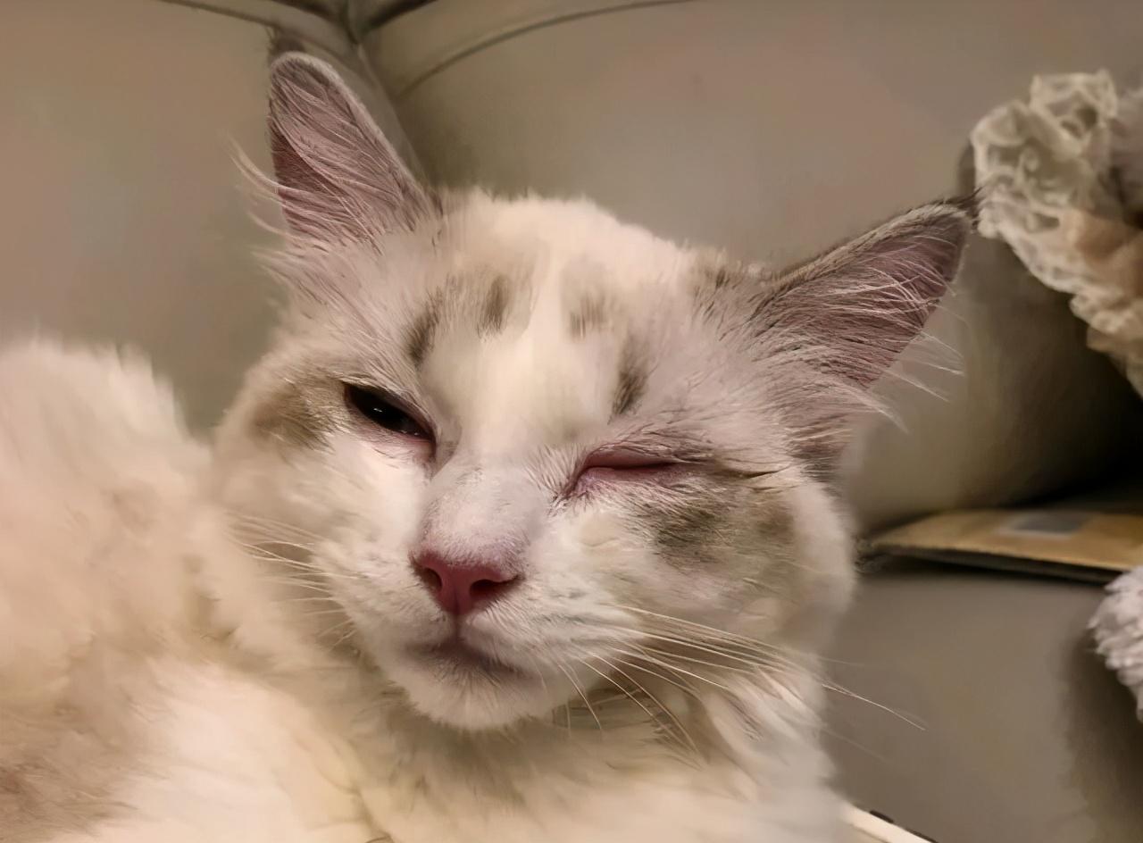 梦究竟是不是反的？经常做梦是好还是坏？这4个真相，你需要了解一下