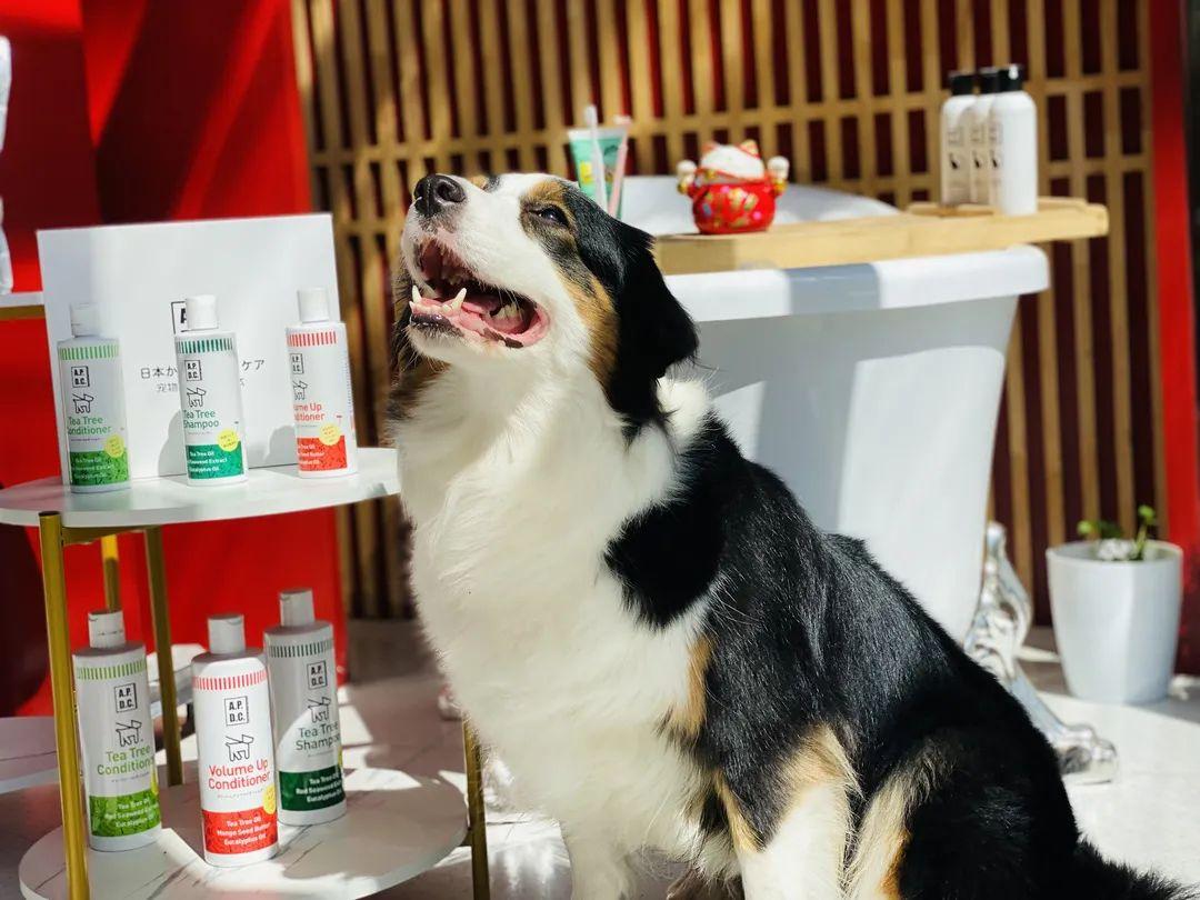 零基础怎么画出让人想rua的软萌小猫咪？