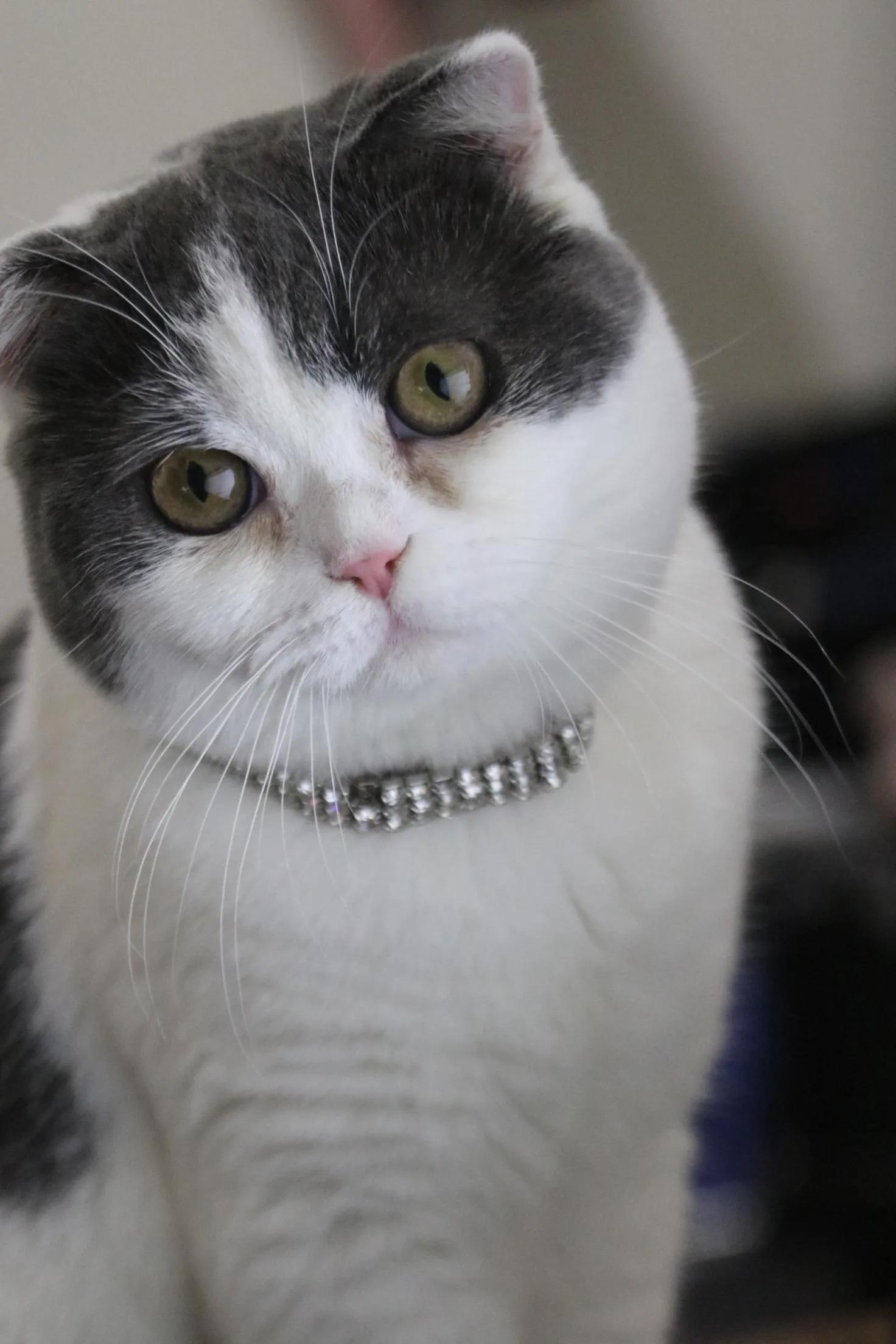 猫咪眼屎变黄就是上火了吗？