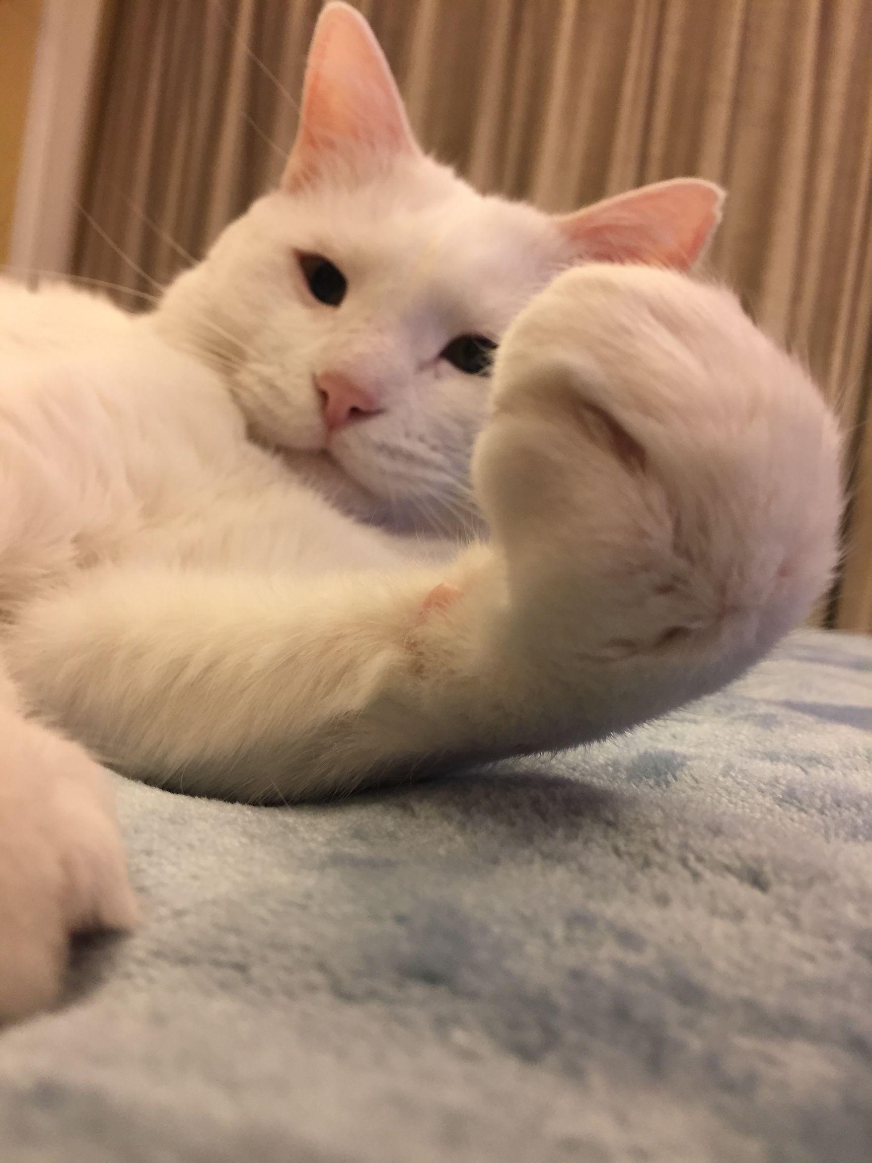 新手如何用300字写出让猫咪 开口说话 的日记？