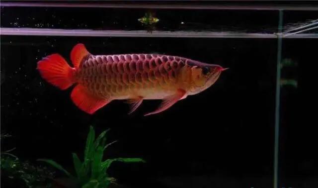 五行八卦算命真的能预测未来吗？