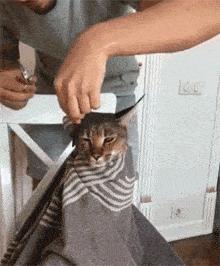 猫咪开心表情包怎么用才能让人秒回你？