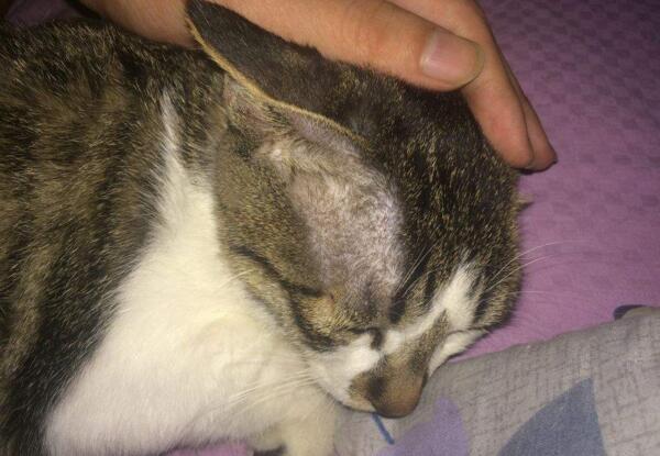 梦见别人脸变颜色？2025年双子座解析：3招化解人际危机