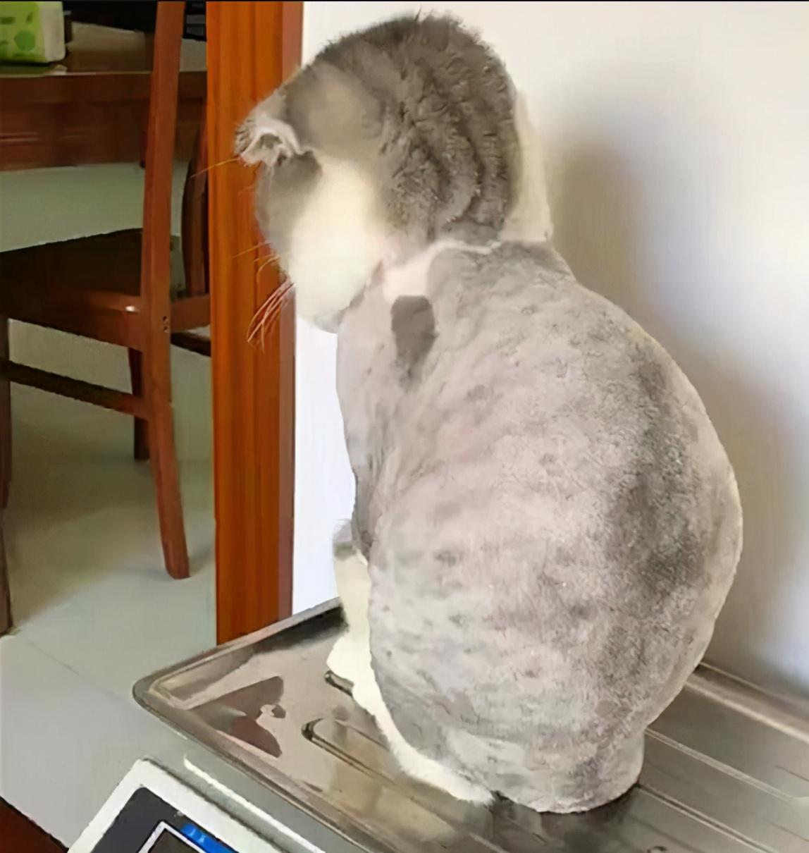 新手养猫需要避开哪些致命误区? 新手养猫需要避开哪些致命误区?